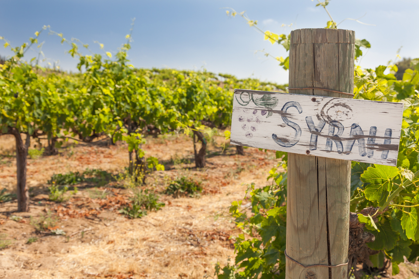 5 cose che (forse) non sai sul Syrah 5 cose che (forse) non sai sul Syrah